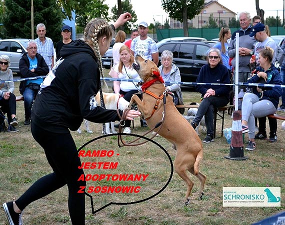 W Kamieniu Pomorskim odbył się VI Psi Festyn. Zobacz fotogalerię!