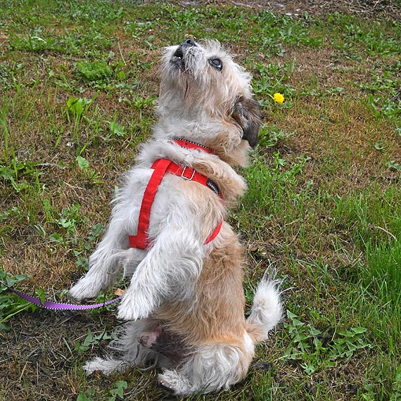 Dobra wsp�praca ze Schroniskiem dla Bezdomnych Zwierz�t w Sosnowicach