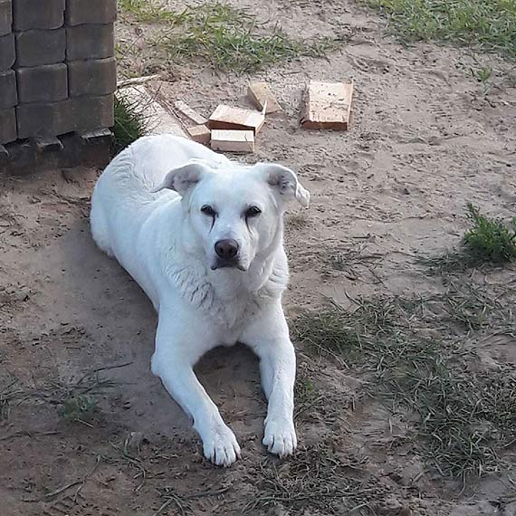 Zagin biay labrador Aleks 