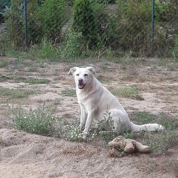 Zaginął biały labrador Aleks