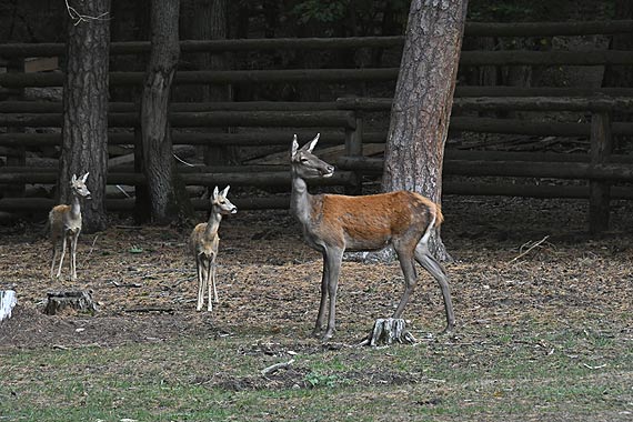 Podpisanie porozumienia pomi�dzy Woli�skim Parkiem Narodowym, a Parkiem Narodowym Puszty W�gierskiej. Zobacz teledysk!