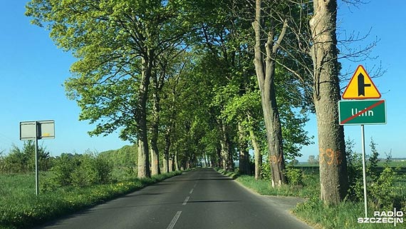 Konserwator zabytk�w zablokuje wycink� 600 drzew