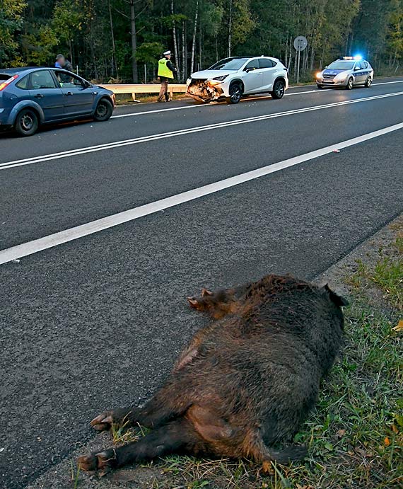 Dzik na „trójce” wyeliminował lexusa