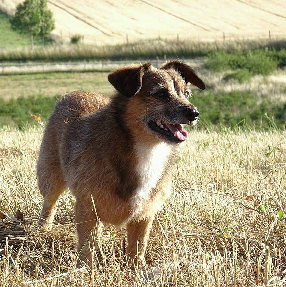 Wolin i okolice! Zaginął piesek