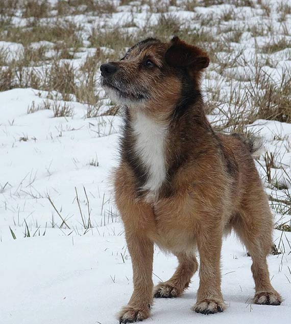 Wolin i okolice! Zaginął piesek