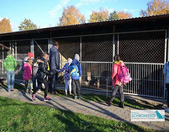Zuchy i harcerze z Międzyzdrojów pomagają bezdomnym zwierzętom