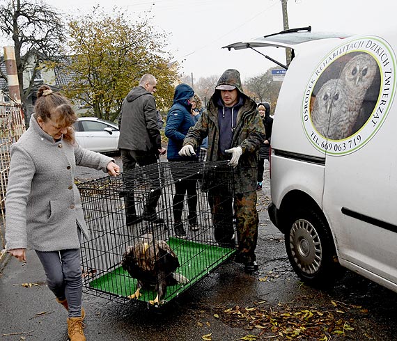 Kolejny bielik uratowany