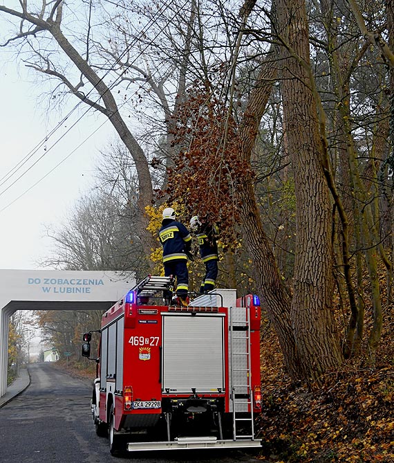 Stare drzewa, zamane gazie cigle s niebezpieczne na naszych drogach