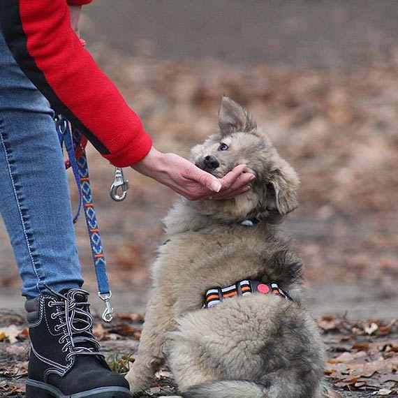 Kto zaadoptuje Klusk?