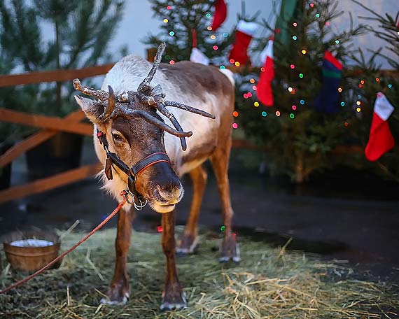 Jarmark Bożonarodzeniowy na Zamku Książąt Pomorskich w Szczecinie już w ten weekend