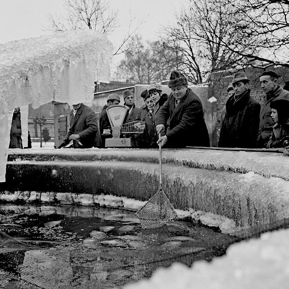 W ofercie wielu sieci handlowych nie bdzie ywych karpi