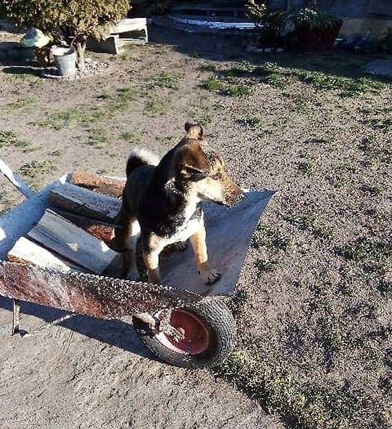 Piesek Tuptu zagin na terenie Warnowa. Moe kto go widzia?