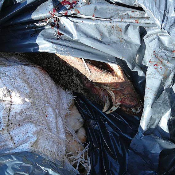 Podrzucono martwe zwierz�ta w worku 