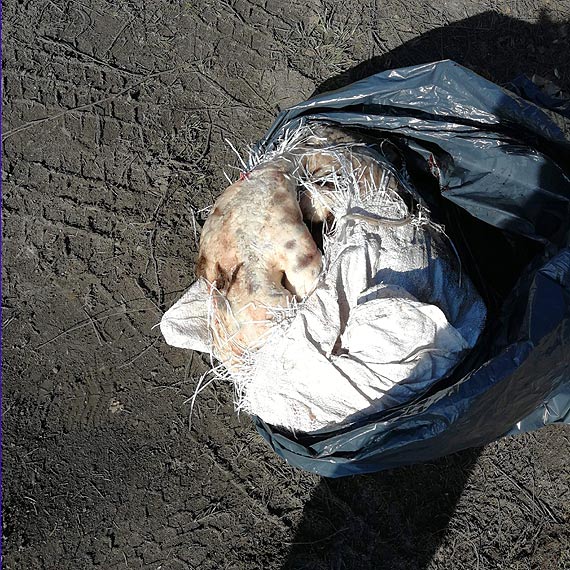 Podrzucono martwe zwierzęta w worku