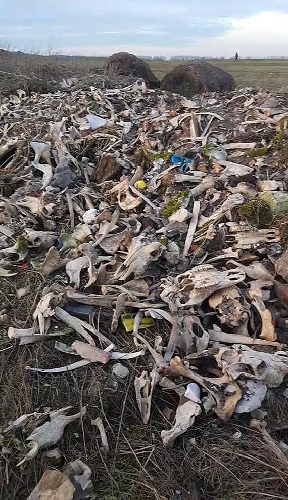 Wysypisko czaszek i ko�ci na polanie w Wolinie! Zobacz film!