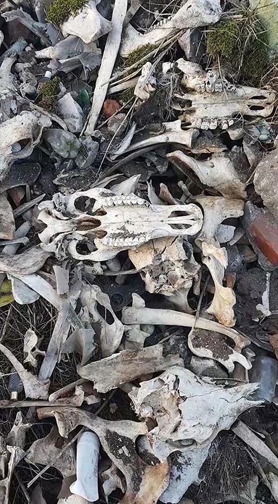 Wysypisko czaszek i kości na polanie w Wolinie! Zobacz film!