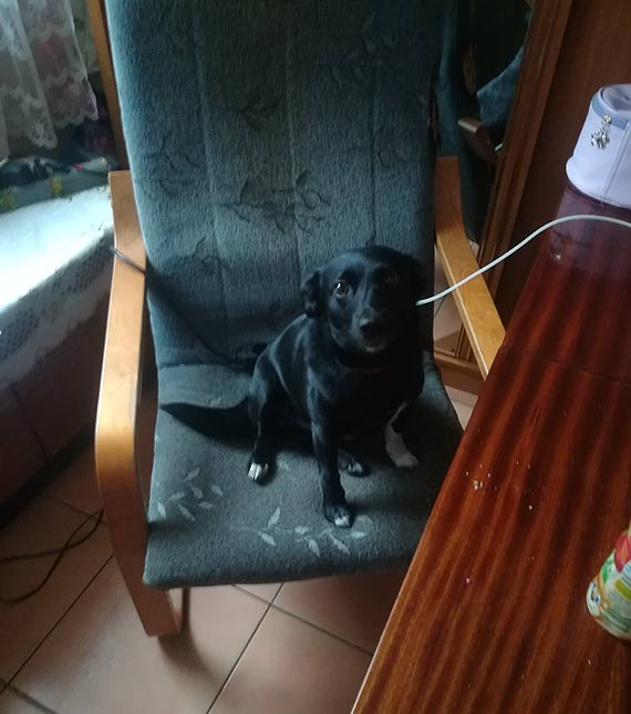 Pikna Sonia szuka nowego domu
