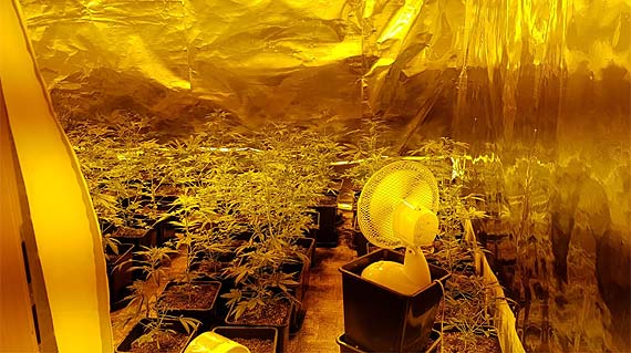 Kryminalni z Gryfic zlikwidowali plantacj marihuany