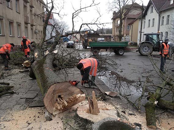 Piły poszły w ruch w okresie lęgowym ptaków