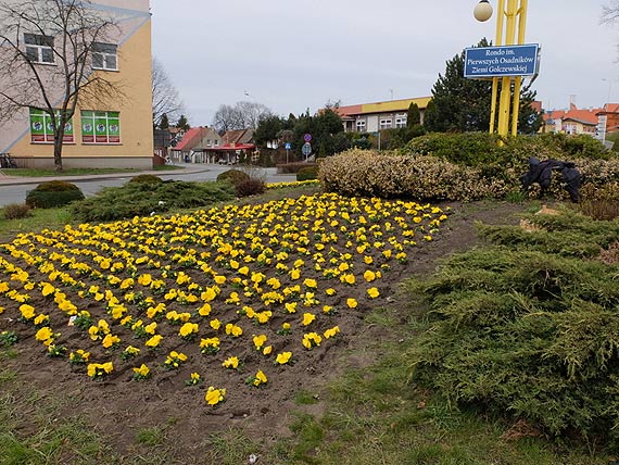 Golczewo pi�kniej na wiosn�!