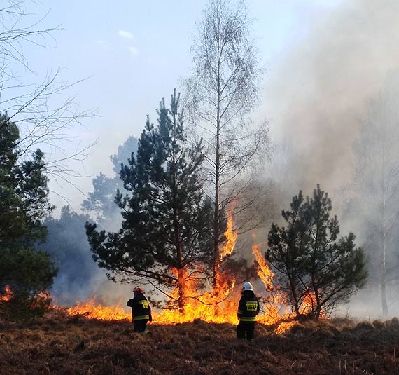 Zagrożenie pożarowe RDLP Szczecin