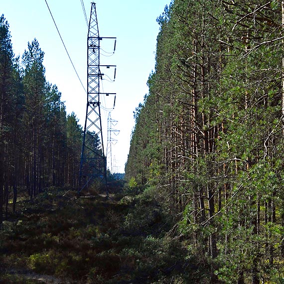 Helikopter pi�a nad wysp� Wolin. Zielone korytarze wycinane z chirurgiczn� precyzj�. Zobacz filmy!