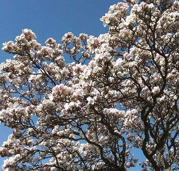 Kwitn�ca magnolia- czy jest co� r�wnie pi�knego?