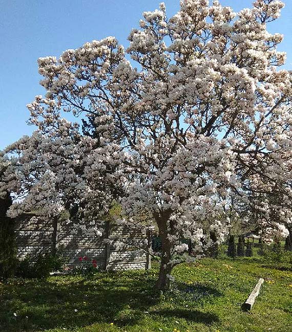 Kwitnąca magnolia- czy jest coś równie pięknego?