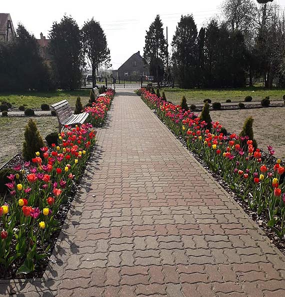 Posadzone jesienią tulipany właśnie rozkwitają