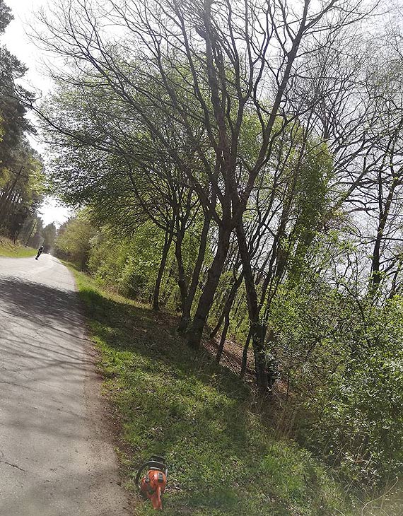 Stra�acy wyci�li pochylone nad jezdni� drzewo