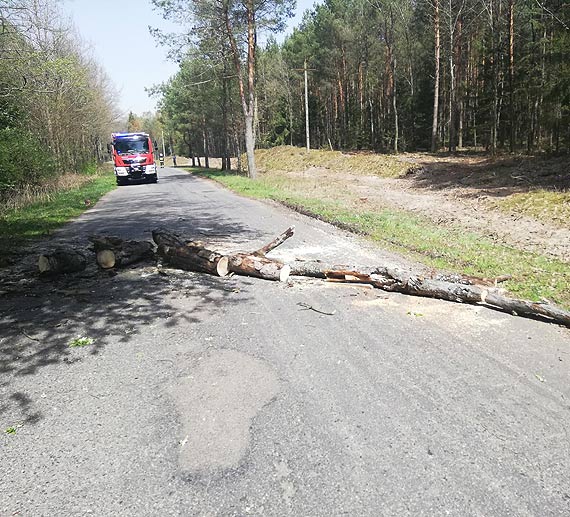 Strażacy wycięli pochylone nad jezdnią drzewo