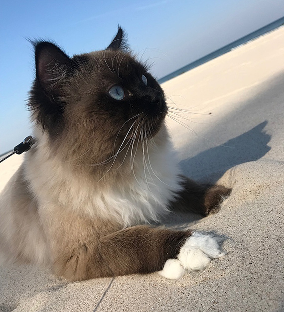 W Kamieniu Pomorskim zagin�� kot. W�a�ciciel przewiduje nagrod� pieni�n� 1000 z� za znalezienie zguby