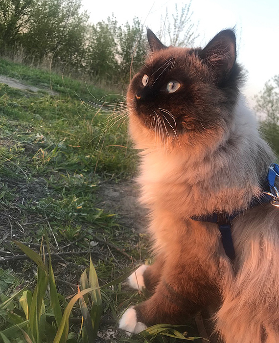 W Kamieniu Pomorskim zagin�� kot. W�a�ciciel przewiduje nagrod� pieni�n� 1000 z� za znalezienie zguby