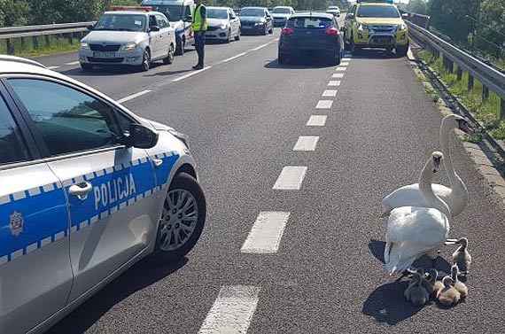 Mundurowi uratowali życie łabędziej rodzinie