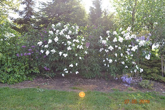 Aleja Kalinowa – prawdy i mity