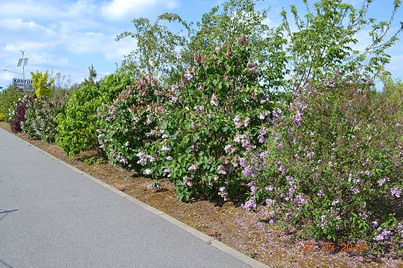 Aleja Kalinowa – prawdy i mity