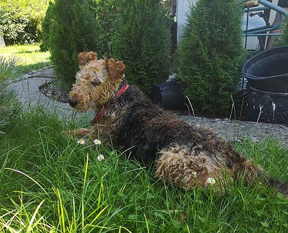 Czytelnik: Proszę o pomoc w znalezieniu domu dla tego pieska