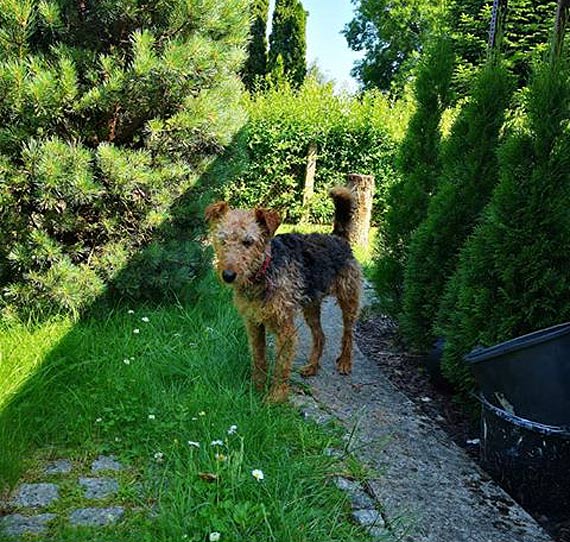 Czytelnik: Proszę o pomoc w znalezieniu domu dla tego pieska