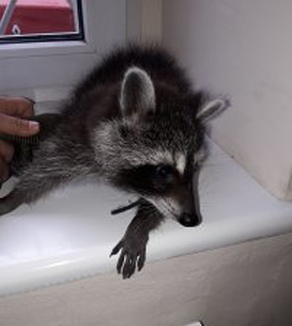 Niecodzienna wizyta w koszalińskim komisariacie - doprowadzony: szop pracz