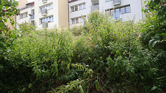 Zaniedbana skarpa szpeci estetyk� miasta