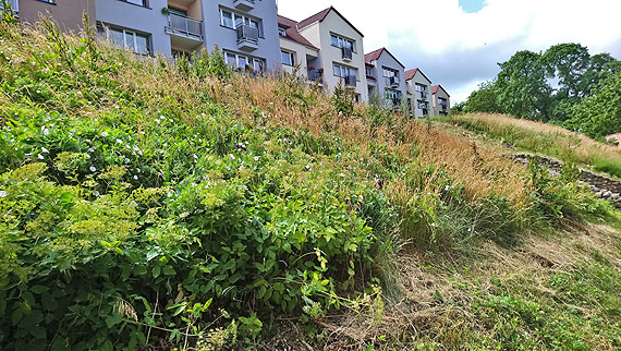 Zaniedbana skarpa szpeci estetyk� miasta