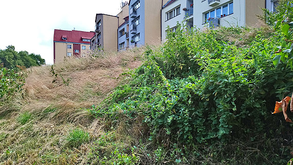 Zaniedbana skarpa szpeci estetyk� miasta