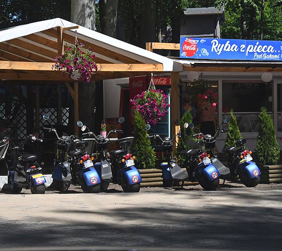Gryfa Pomorskiego – las