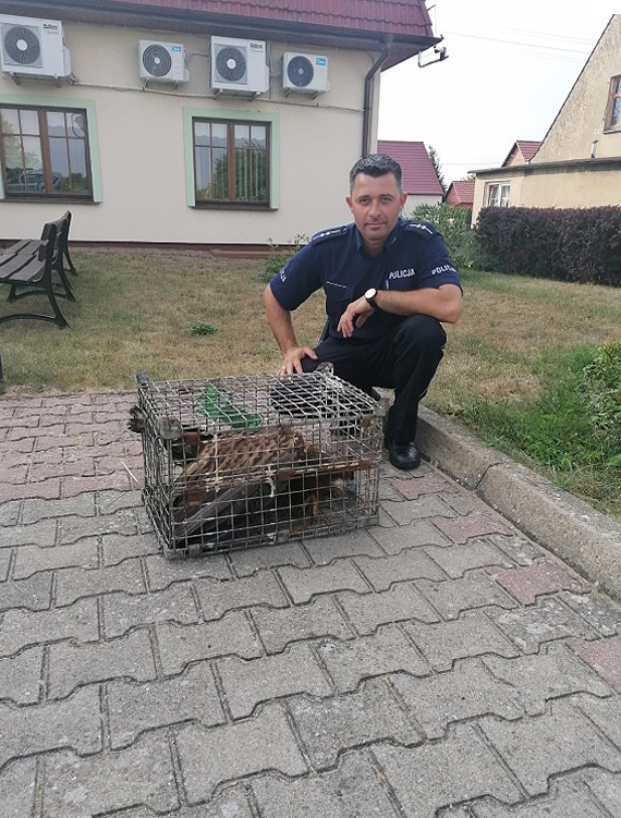 Policjanci uratowali orła