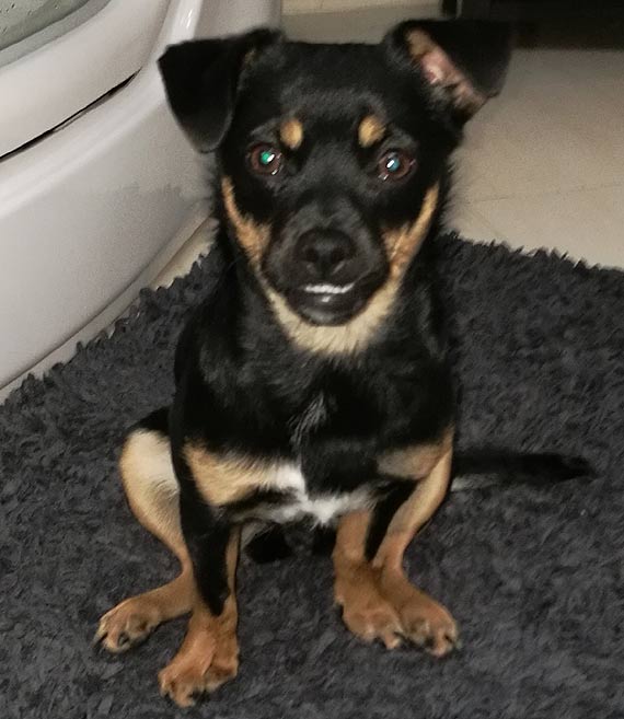 Na terenie Chomina zagin�a suczka Lusia