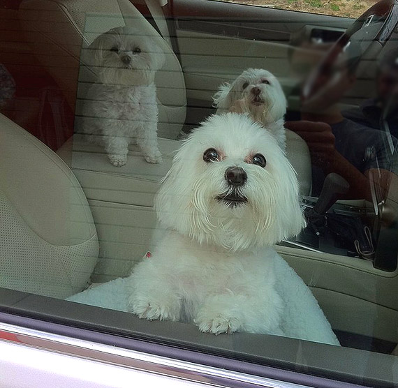 Policja: „Pami�taj: nie zostawiaj dziecka lub zwierz�cia w samochodzie”