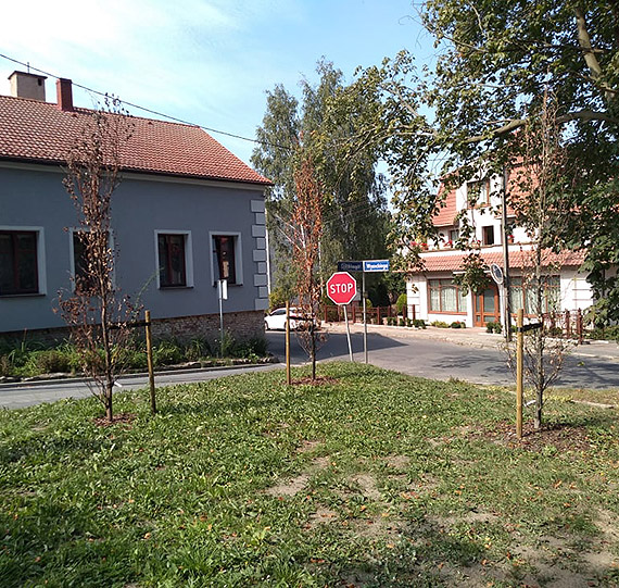 Usychaj� nowo posadzone drzewa w Parku Jana Paw�a II!!!