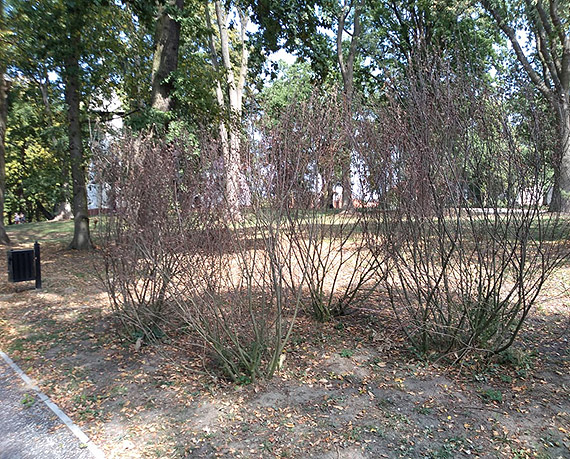 Usychaj� nowo posadzone drzewa w Parku Jana Paw�a II!!!