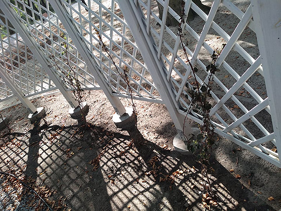 Usychaj� nowo posadzone drzewa w Parku Jana Paw�a II!!!