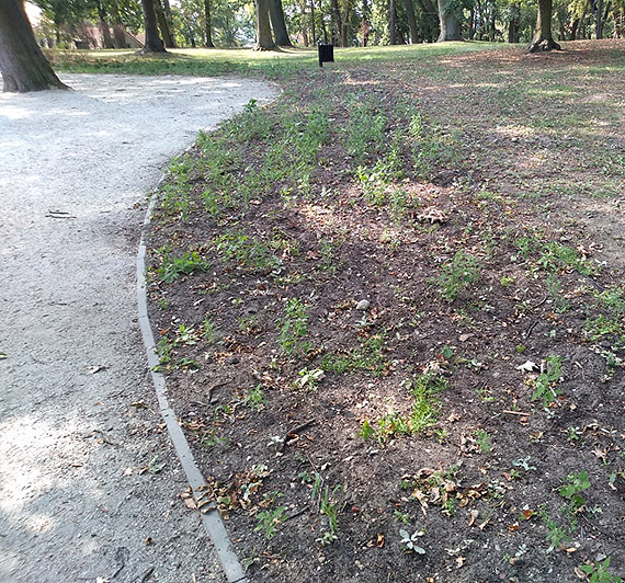 Usychaj� nowo posadzone drzewa w Parku Jana Paw�a II!!!